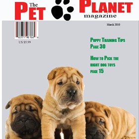 Print Design: Magazine Cover 